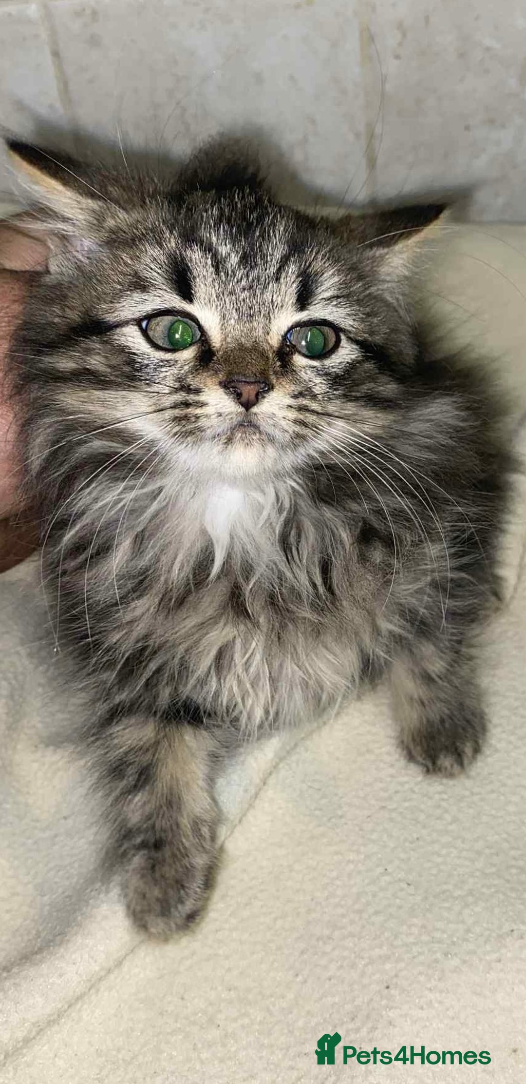 Mixed Breed cats for sale: Beautiful rag doll cross kittens - Image 1