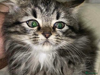 Mixed Breed cats - Advert 31