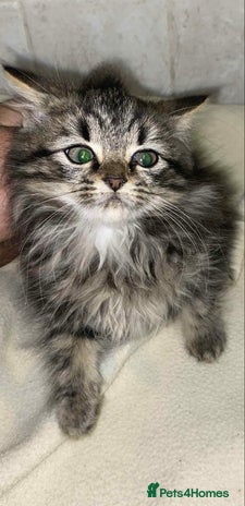 Mixed Breed cats - Advert 1