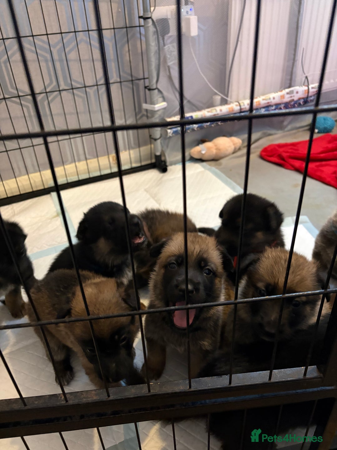 Mixed Breed dogs for sale: Belgian malinois x German Shepherd puppies  - Advert 8