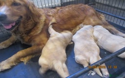 Golden Retriever dogs for sale: kc reg golden retriever puppies - Image 6