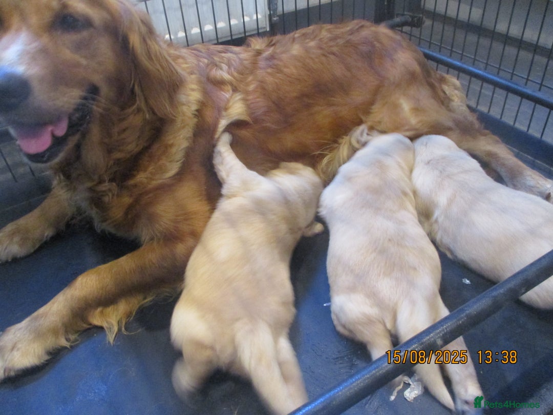 Golden Retriever dogs for sale: kc reg golden retriever puppies - Image 6