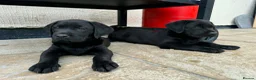 Labrador Retriever dogs for sale: 3 boys Labrador puppy’s ready to leave - Advert 13