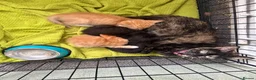 Mixed Breed cats for sale: 3 beautiful kittens looking for a loved homes - Advert 1