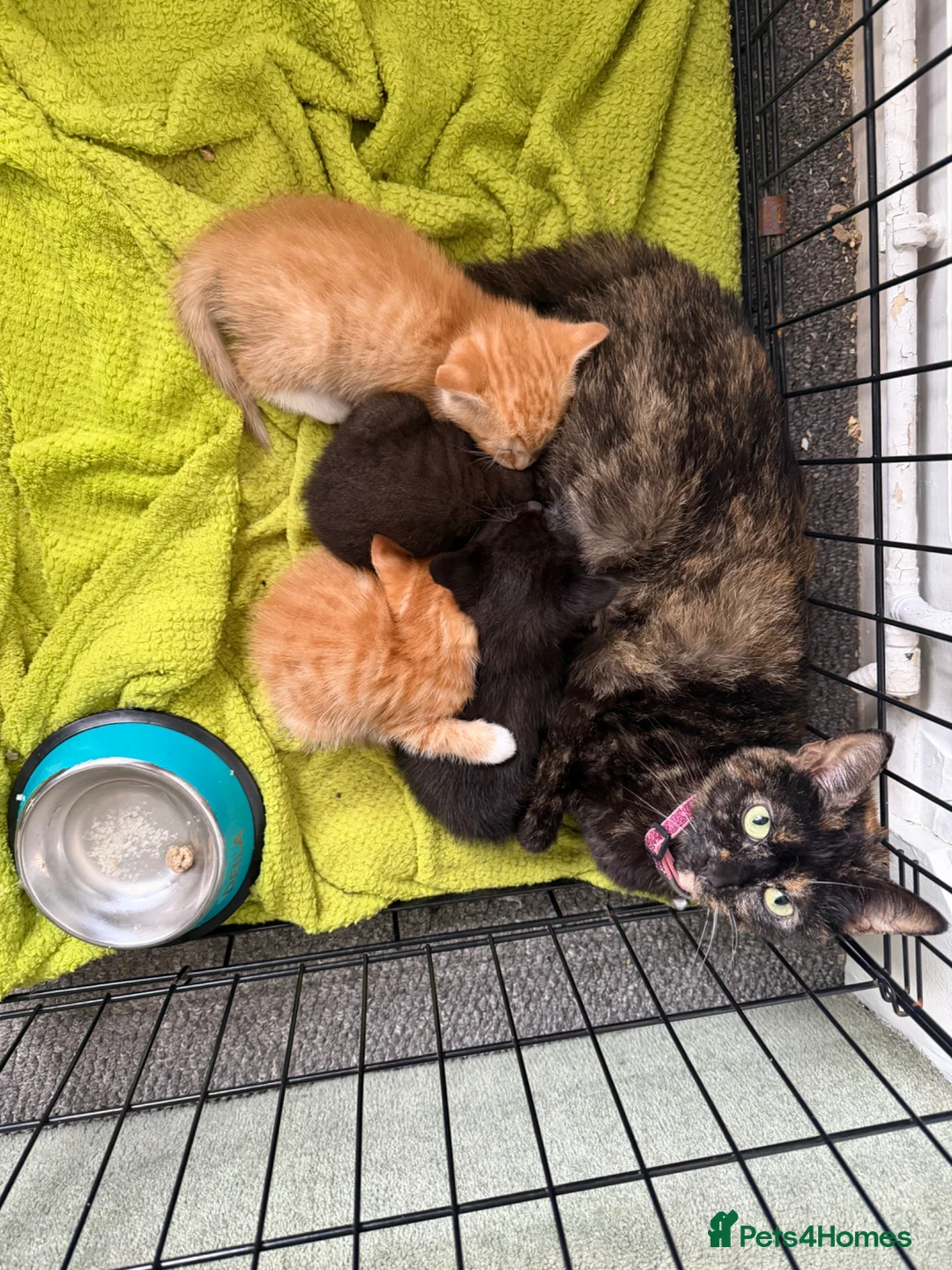 Mixed Breed cats for sale: 3 beautiful kittens looking for a loved homes - Advert 1