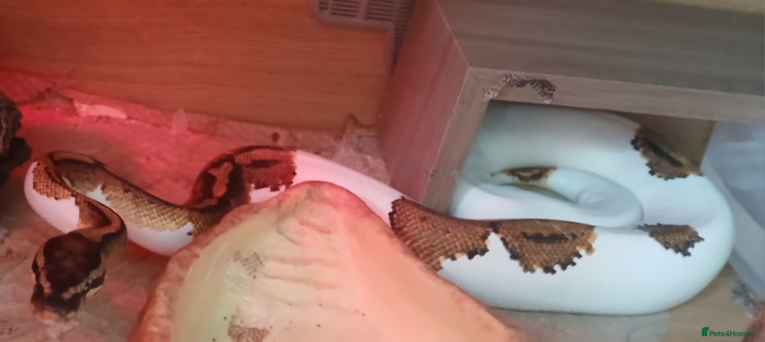 Python Snake reptiles for sale: Royal pythons looking for their new home - Image 3