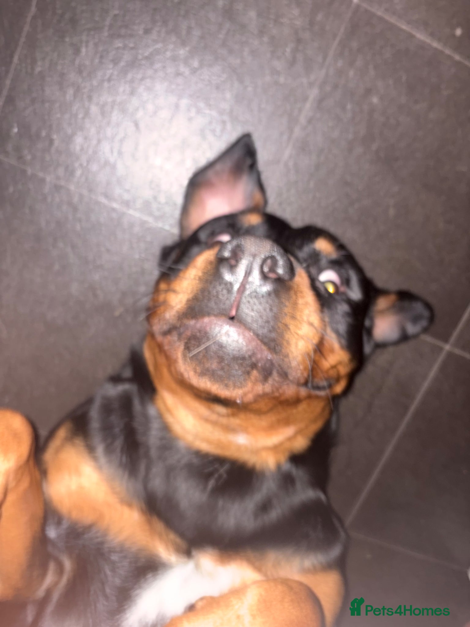 Rottweiler dogs for sale: Bullet  in London - Advert 7