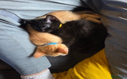 Ragdoll cats for sale: Ragdoll x tabby cat - Image 13
