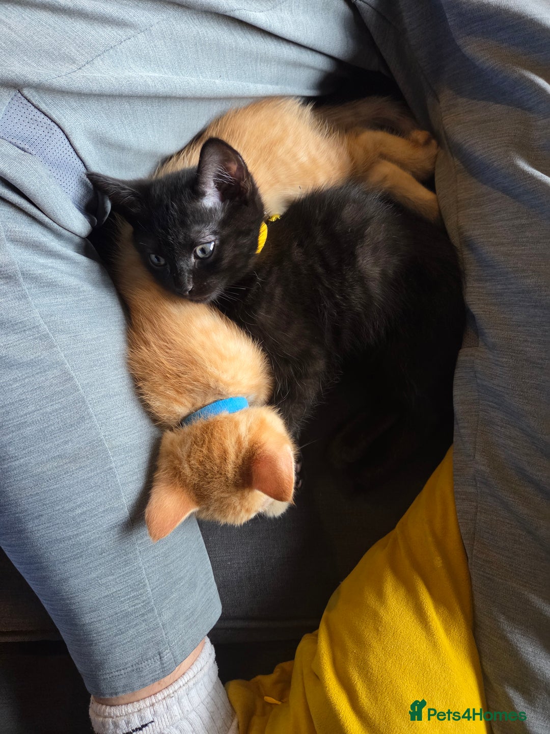 Ragdoll cats for sale: Ragdoll x tabby cat - Image 13