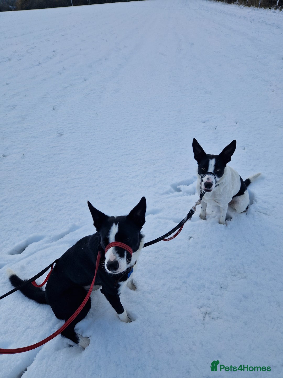 Border Collie dogs for sale: Luna aka Looney! - Advert 5
