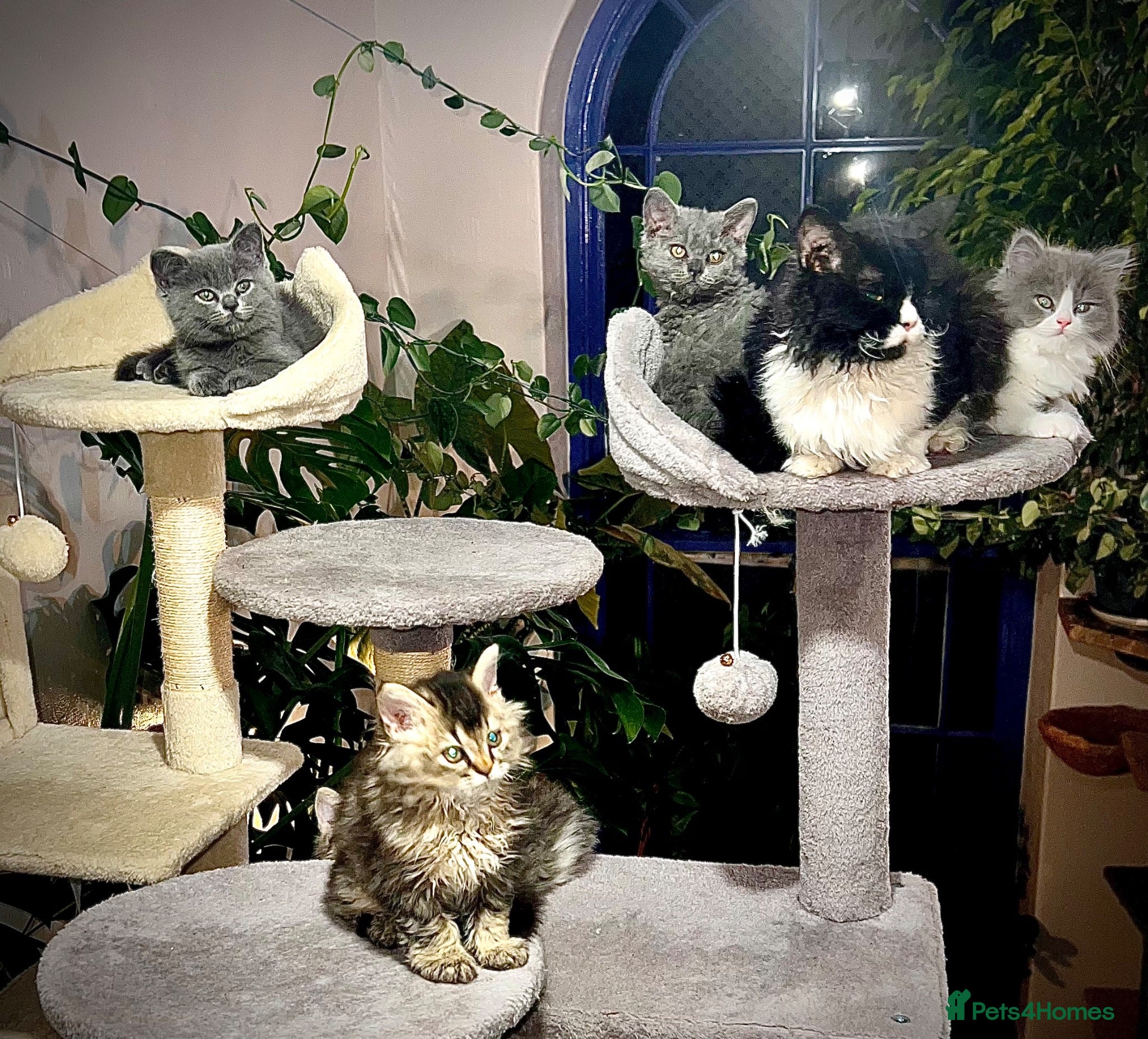 Selkirk Rex cats Gorgeous Selkirk rex kittens 😻 - Advert 1