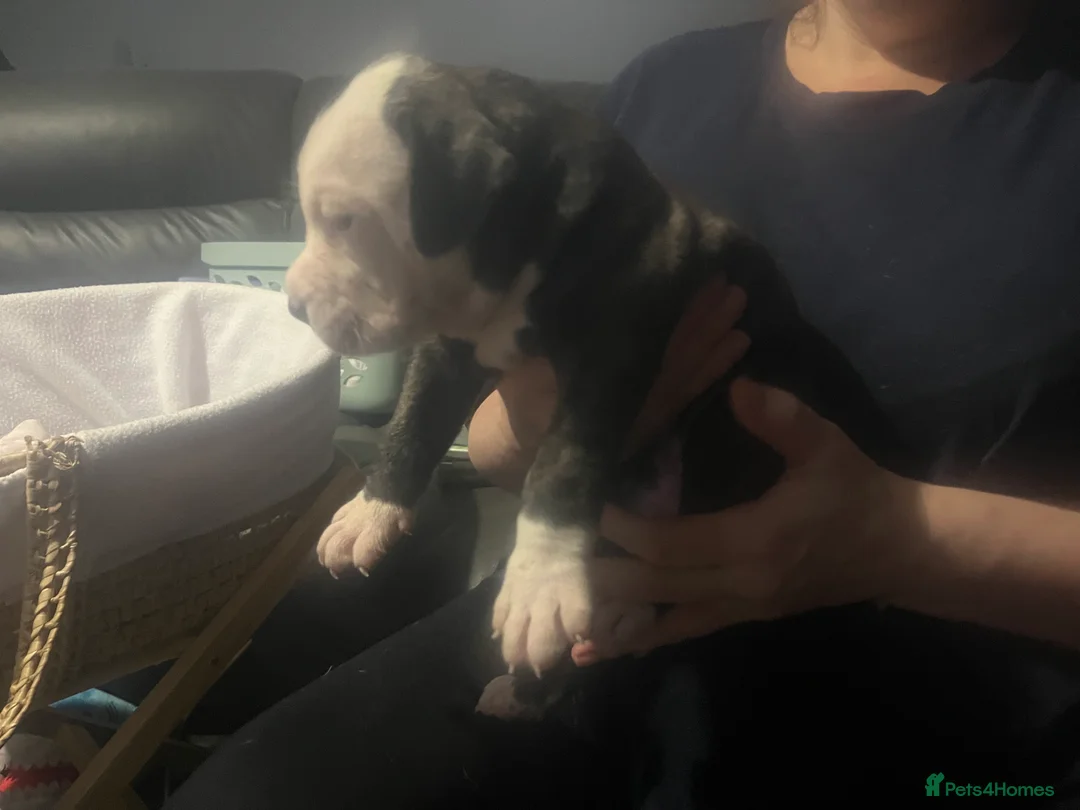 American Bulldog dogs for sale: American bulldog puppies  - Advert 6