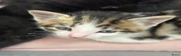 Mixed Breed cats for sale: Beautiful Affectionate Kittens - Advert 1