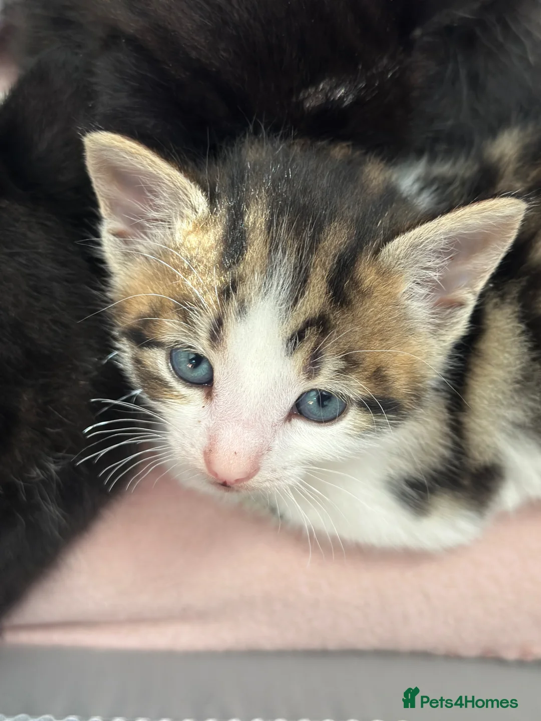 Mixed Breed cats for sale: Beautiful Affectionate Kittens - Advert 1