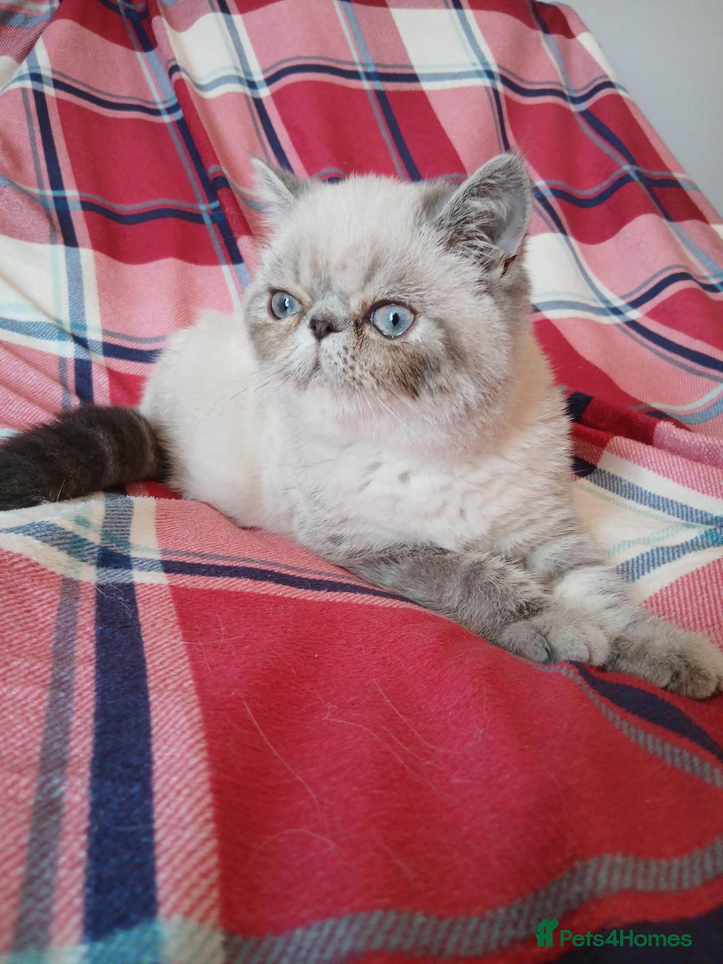 Exotic cats Blue eyed Colourpoint Persian Exotics  - Advert 5