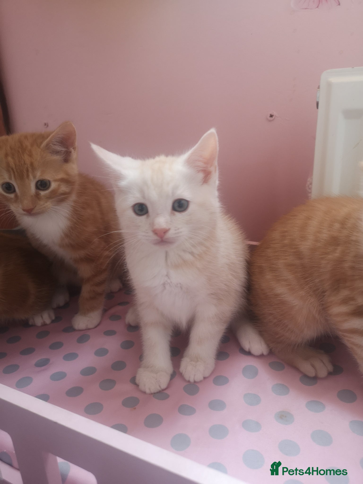 Maine Coon cats X MAINE COON  - Advert 1