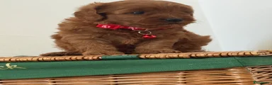 Cavapoo 4