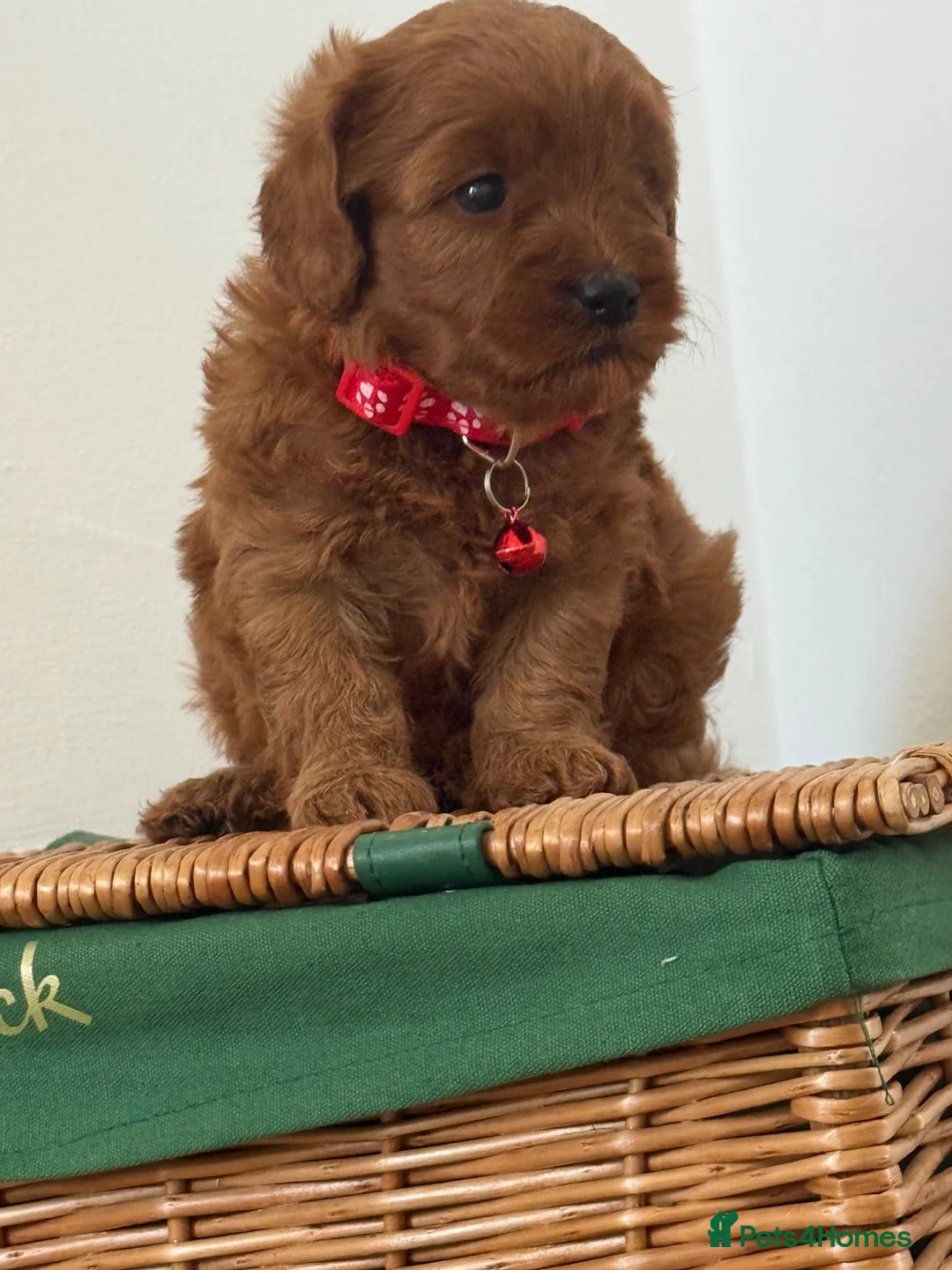 Cavapoo dogs for sale: Luxury cavapoos - Advert 21