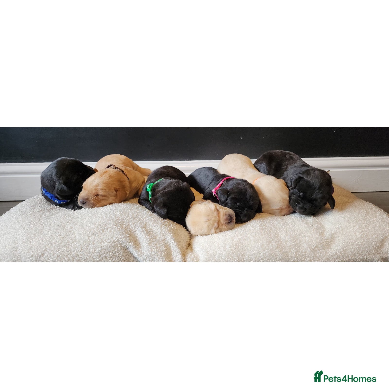 Labrador Retriever dogs Labrador retriever puppies for sale  - Advert 1
