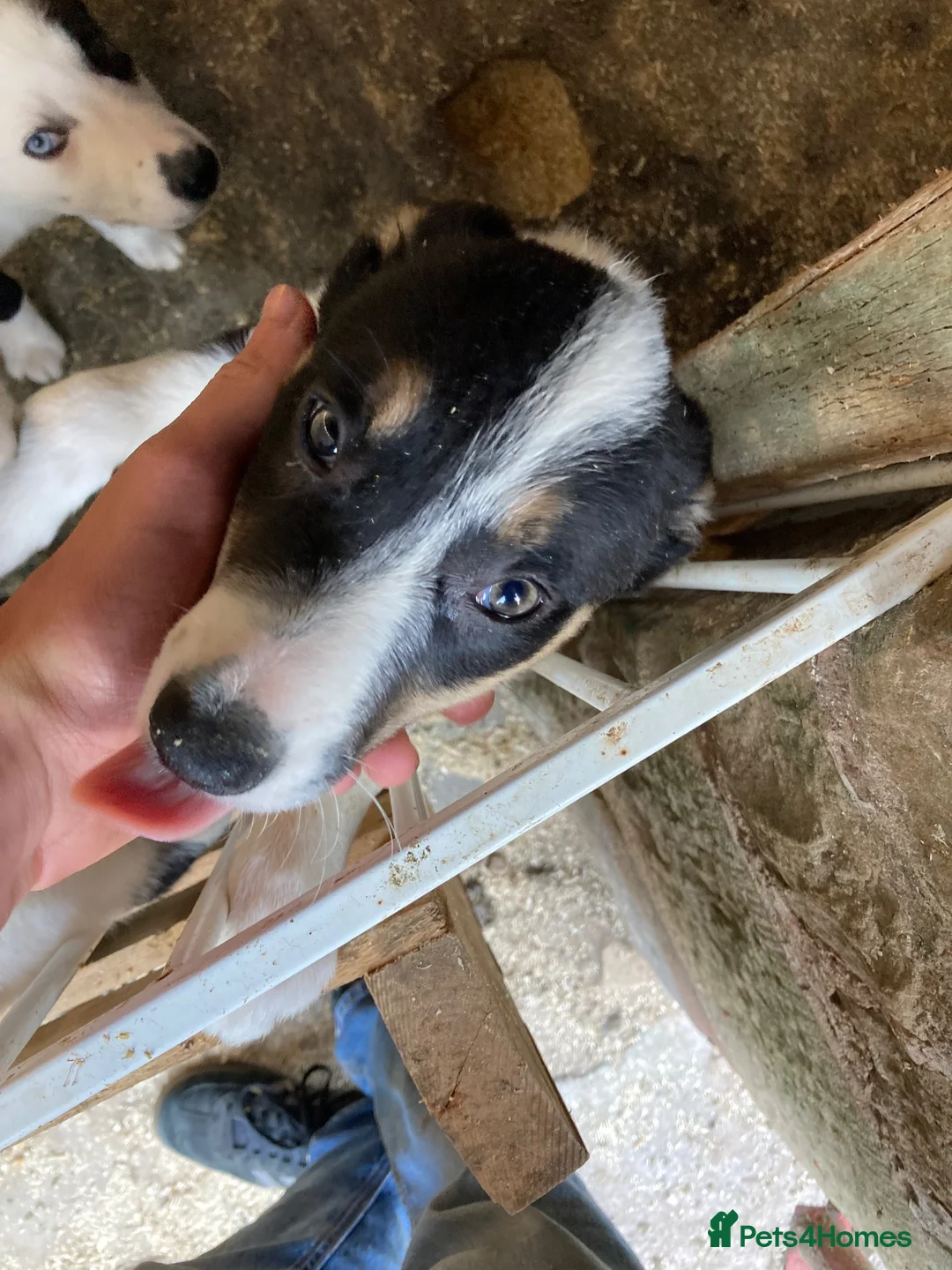 Border Collie dogs for sale: Floss in Brampton - Advert 2