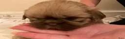 Shih Tzu dogs for sale: 5 beautiful Shih Tzu puppies in Sheffield - Advert 26
