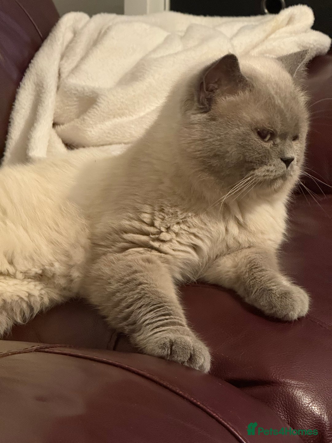British Shorthair cats for sale: Gorgeous British Shorthair/Scottish Fold kittens - Advert 15