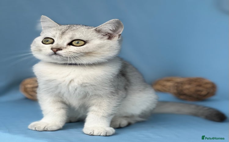 British Shorthair cats - Advert 1