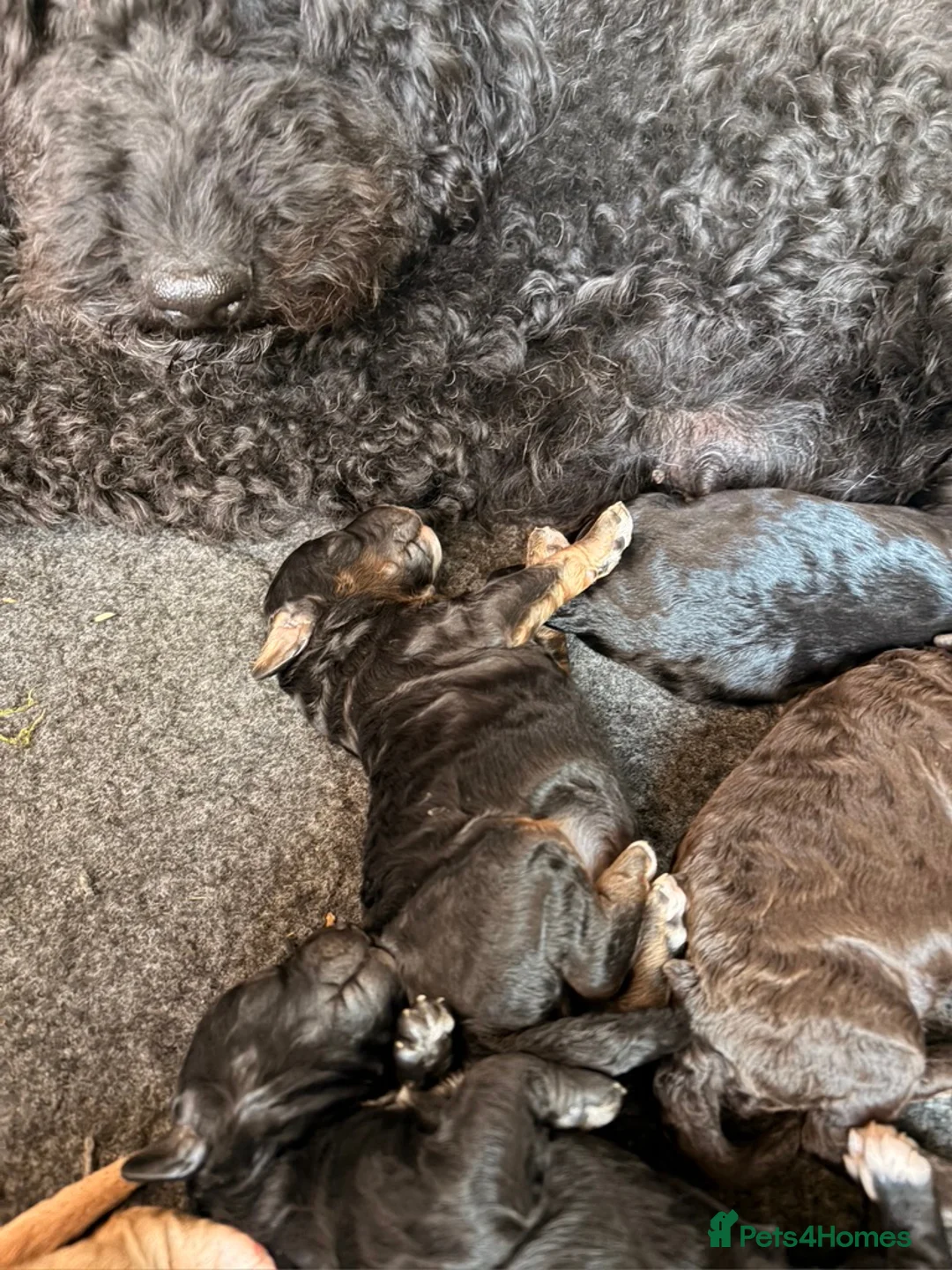 Double Doodle dogs for sale: Australian Labradoodle Puppies - Final Litter - Advert 16