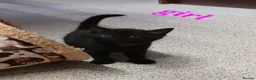 Mixed Breed cats for sale: Kittens  for sale  in Norwich - Advert 3