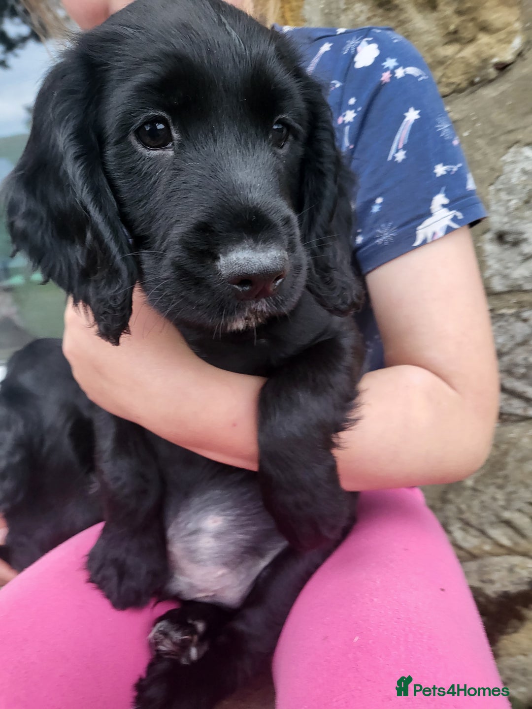 Cocker Spaniel dogs for sale: Working cocker spaniel puppies 2 black boys left.  - Image 18