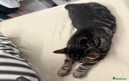 Mixed Breed cats for sale: Cats for free - Image 2
