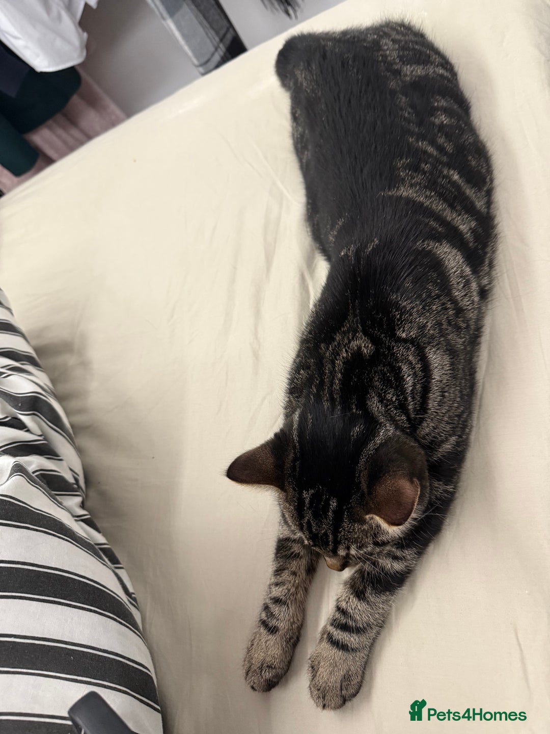 Mixed Breed cats for sale: Cats for free - Image 2