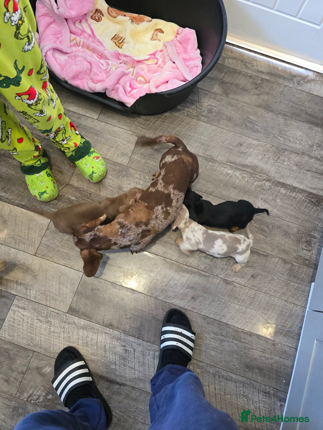 Dachshund dogs for sale: 4 beautiful dachshund boy puppies  - Advert 26