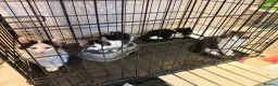 British Longhair cats for sale: 4 kittens british long hair  - Advert 7
