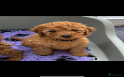 Cavapoo dogs for sale: Beautiful Cavapoo from DNA health tested parents  - Image 8
