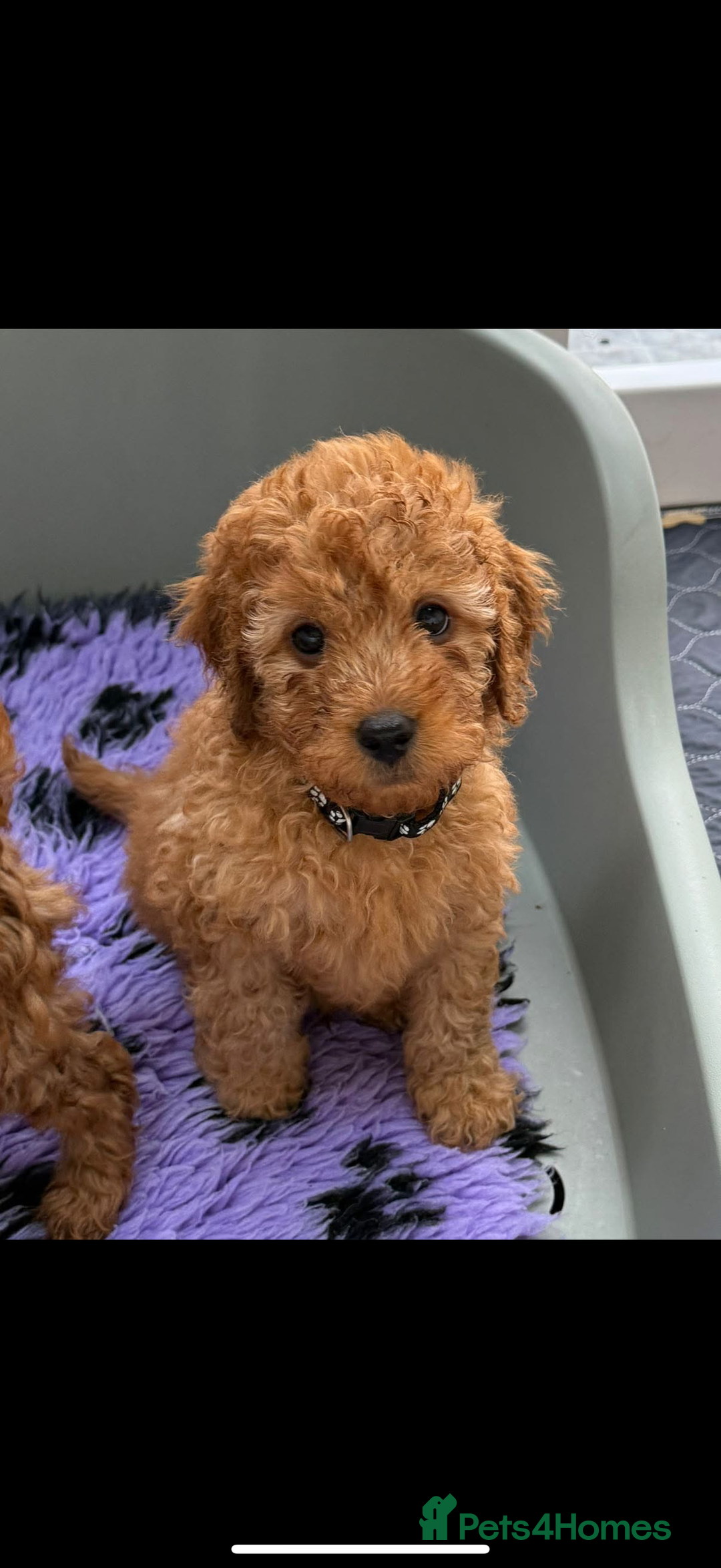 Cavapoo dogs for sale: Beautiful Cavapoo from DNA health tested parents  - Image 8