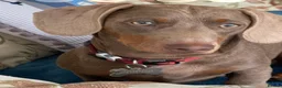 Miniature Dachshund dogs for stud: Milo miniature dachshund stud - Advert 5
