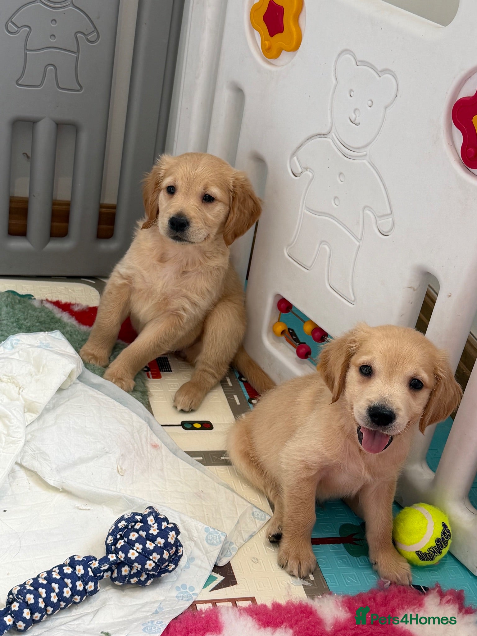 Golden Retriever dogs Ready to leave Kc reg beautiful litter of puppies - Advert 5