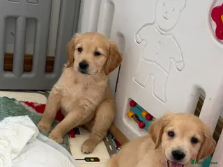 Golden Retriever dogs Ready to leave Kc reg beautiful litter of puppies - Advert 5