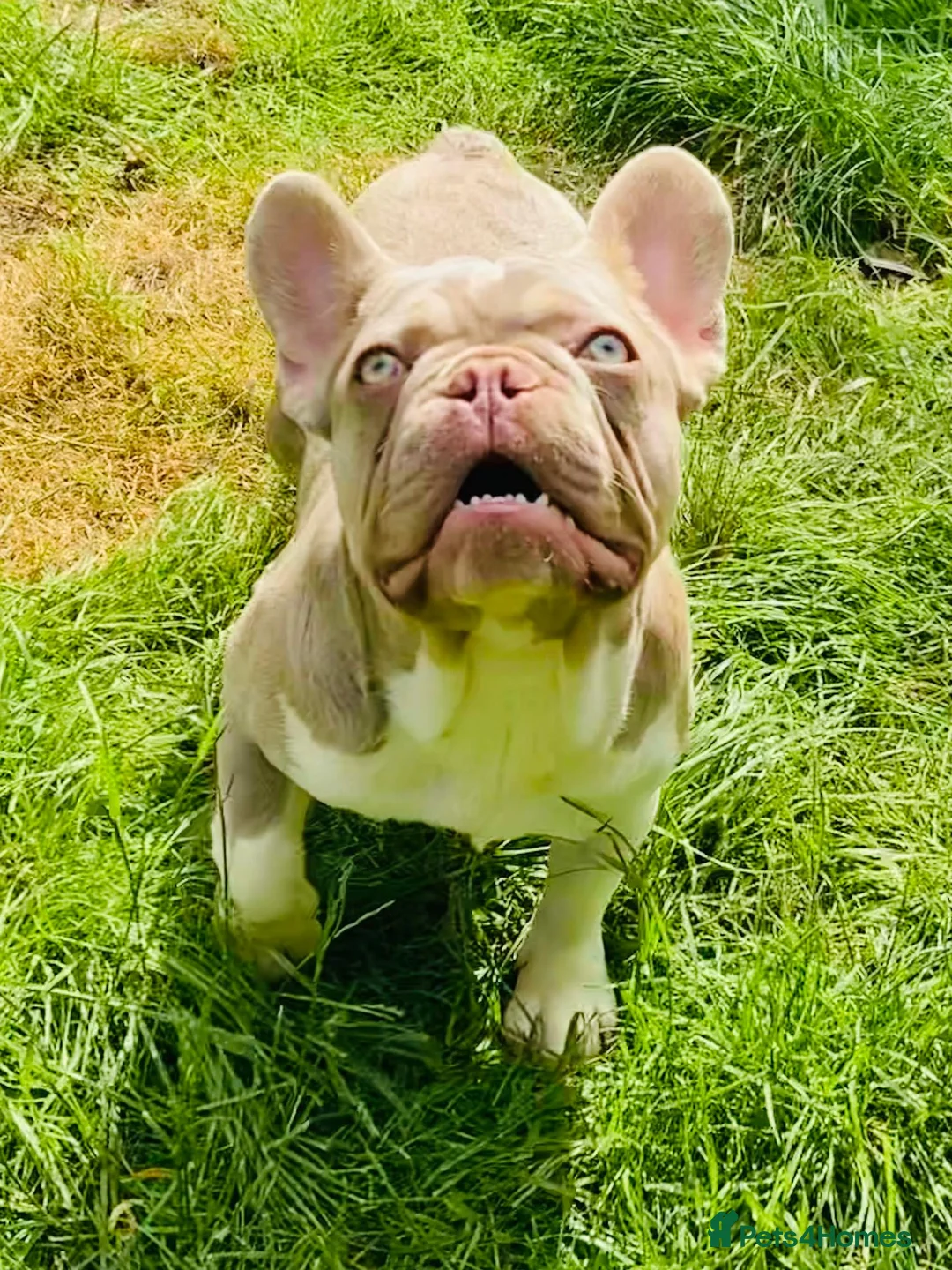 French Bulldog dogs for stud: ⭐️KCREG 4 PANEL CLEAR NEW SHADE ISABELLA PIED STUD in Gunnislake - Advert 6
