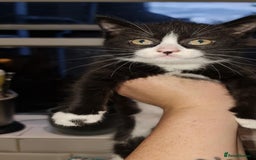Mixed Breed cats for sale: 4 kittens looking for forever homes  - Image 7