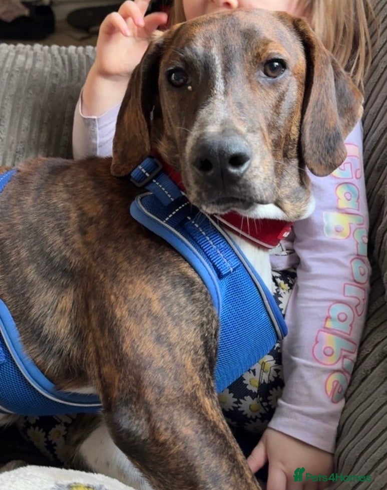 Mixed Breed dogs Billy is ready for his forever  - Advert 3