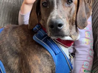 Mixed Breed dogs Billy is ready for his forever - Advert 3