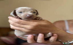 Miniature Dachshund dogs for sale: READY TO LEAVE Rainbow KC Reg Miniature Dachshunds - Image 18