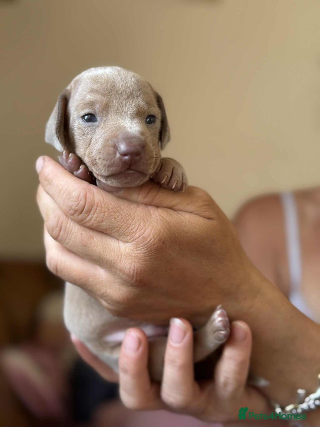 Miniature Dachshund dogs for sale: READY TO LEAVE Rainbow KC Reg Miniature Dachshunds - Image 18