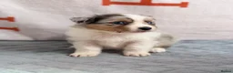 Australian Shepherd dogs for sale: Kc Australia shepherd puppies health test parents - Advert 19