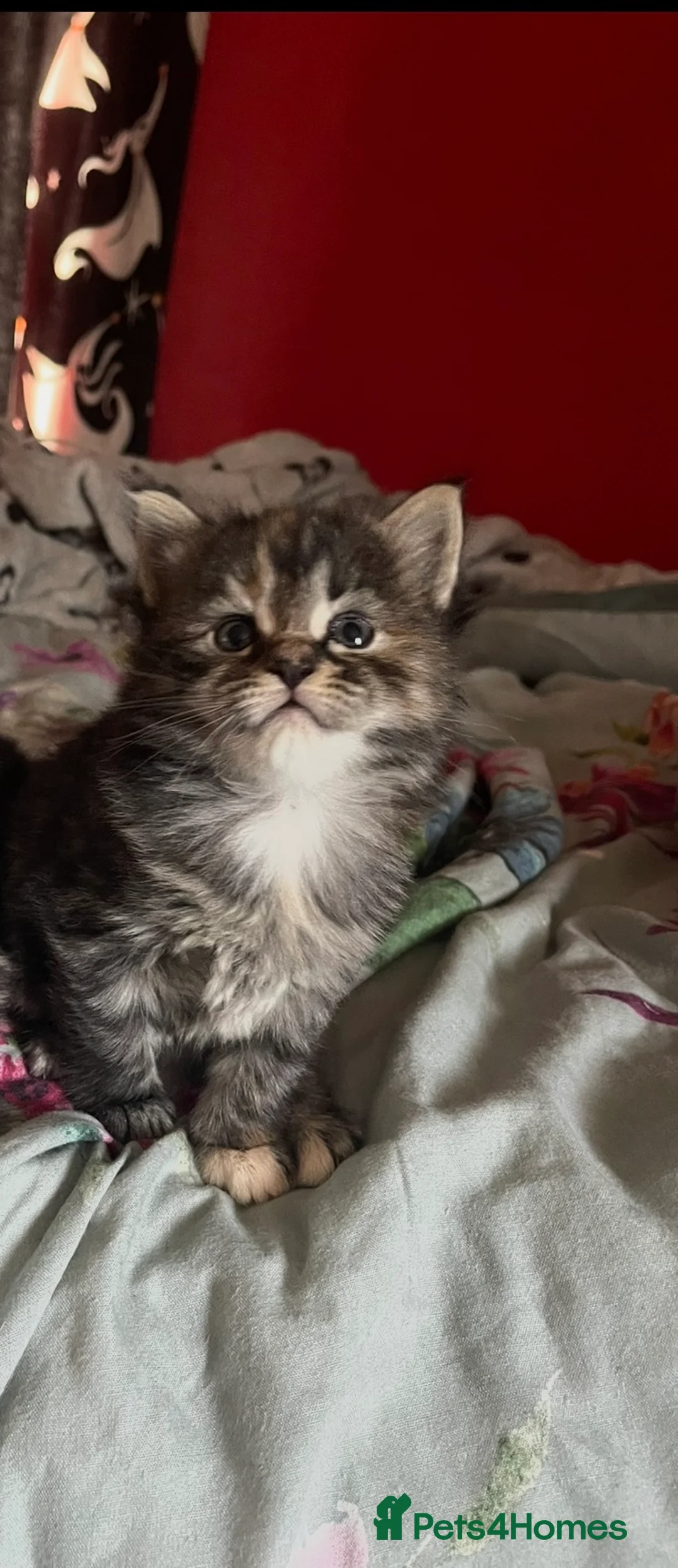 Maine Coon cats for sale:  Absolutely beautiful Maine coon X kittens in Barry - Advert 2
