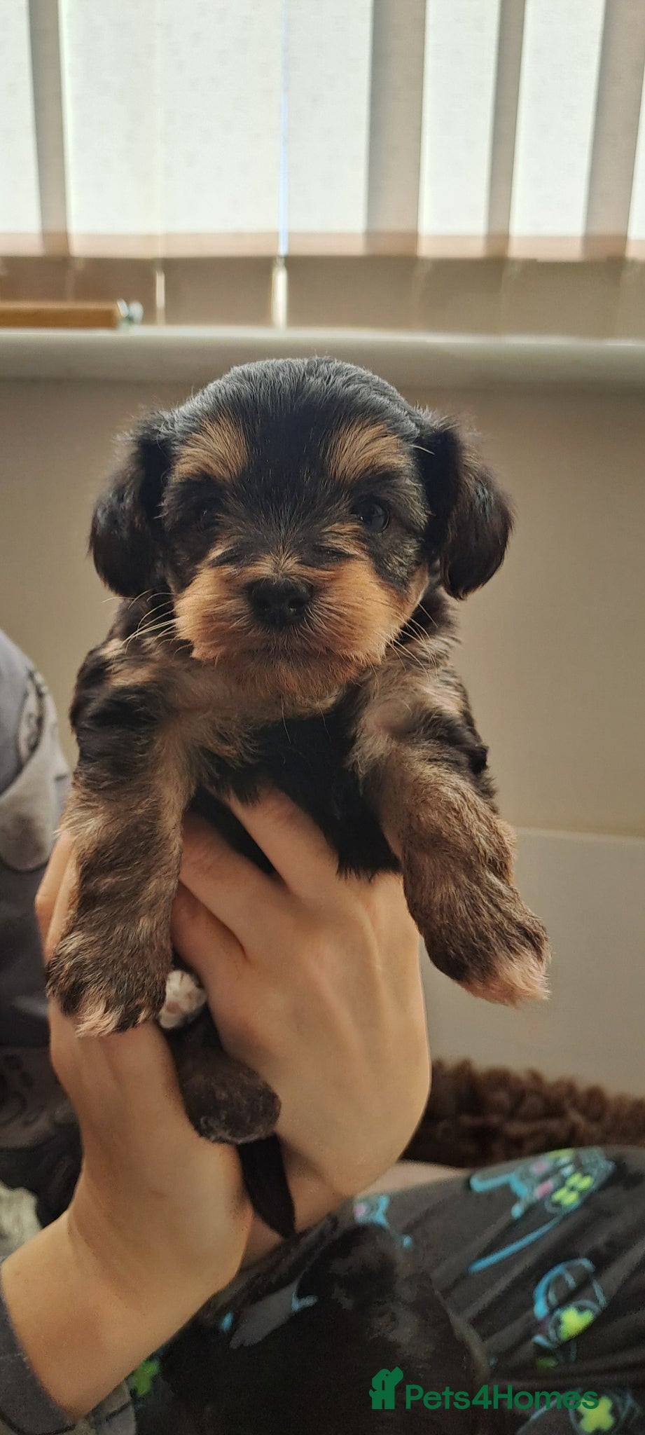 Yorkiepoo dogs Beautiful yorkiepoos - Advert 20