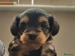 Yorkiepoo dogs Beautiful yorkiepoos - Advert 20