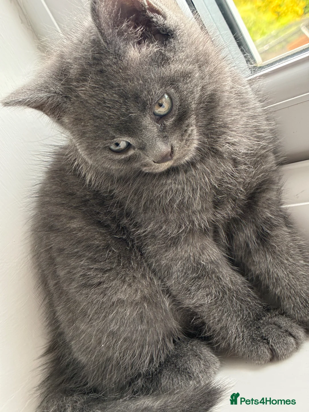 Mixed Breed cats for sale: Solid Grey BSH x Persian kitten  - Advert 5